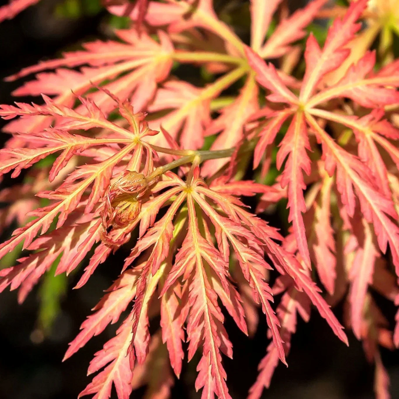 Acer pseudosieboldianum 'Ice Dragon' ® Korealønn 'Ice Dragon' ® XXL Høyde 100-125 cm