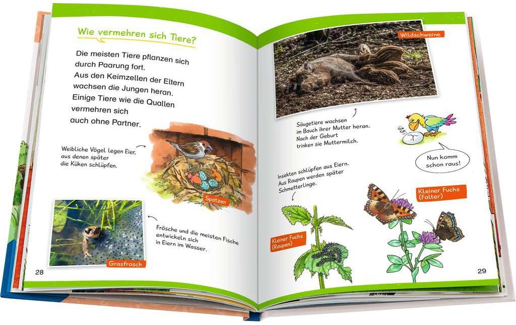 Kinder-Sachbuch WWW Erstleser: In der Natur (Band 10)Lesetraining, Sachwissen und Spielspass!