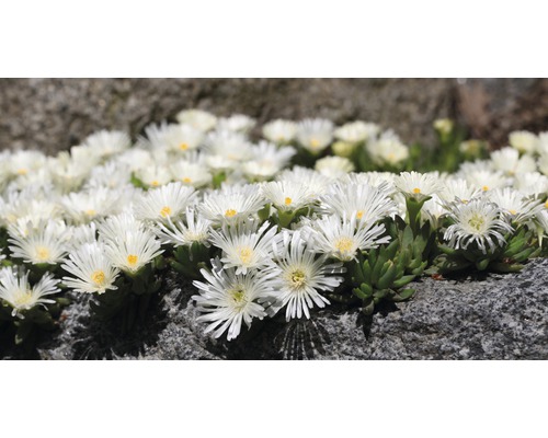 IJsplant FloraSelf Delosperma cooperi Ø 7 cm Pot 6 st