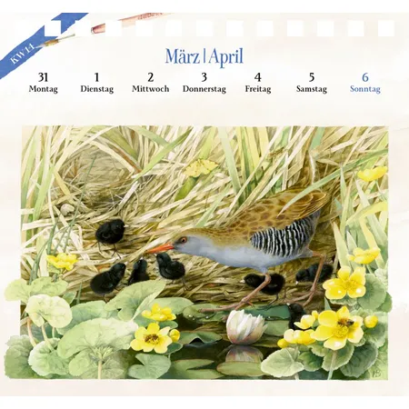 Coppenrath Verlag Postkartenkal.: Spaziergang durch die Natur 2025 - M.Bastin