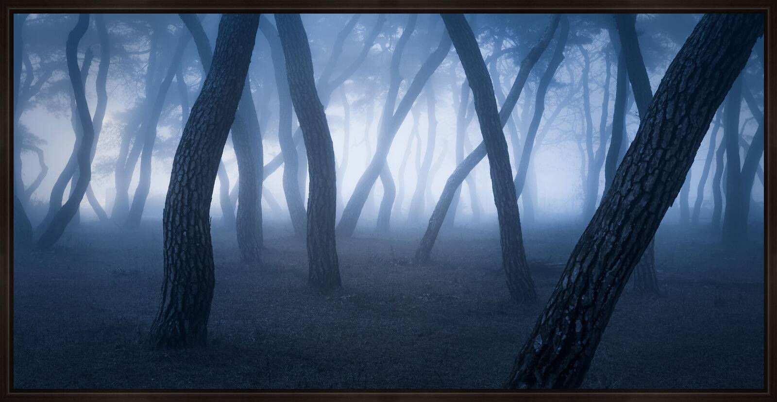 Pine Forest by Nathaniel Merz - Limited Edition. Edition of: 100. Signed.