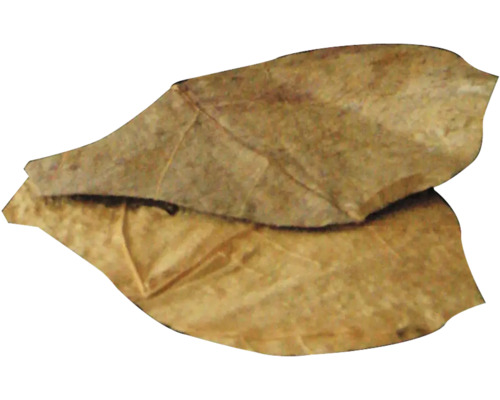 Indiase amandelbladeren DENNERLE Nano Catappa Bladeren 12 stuks