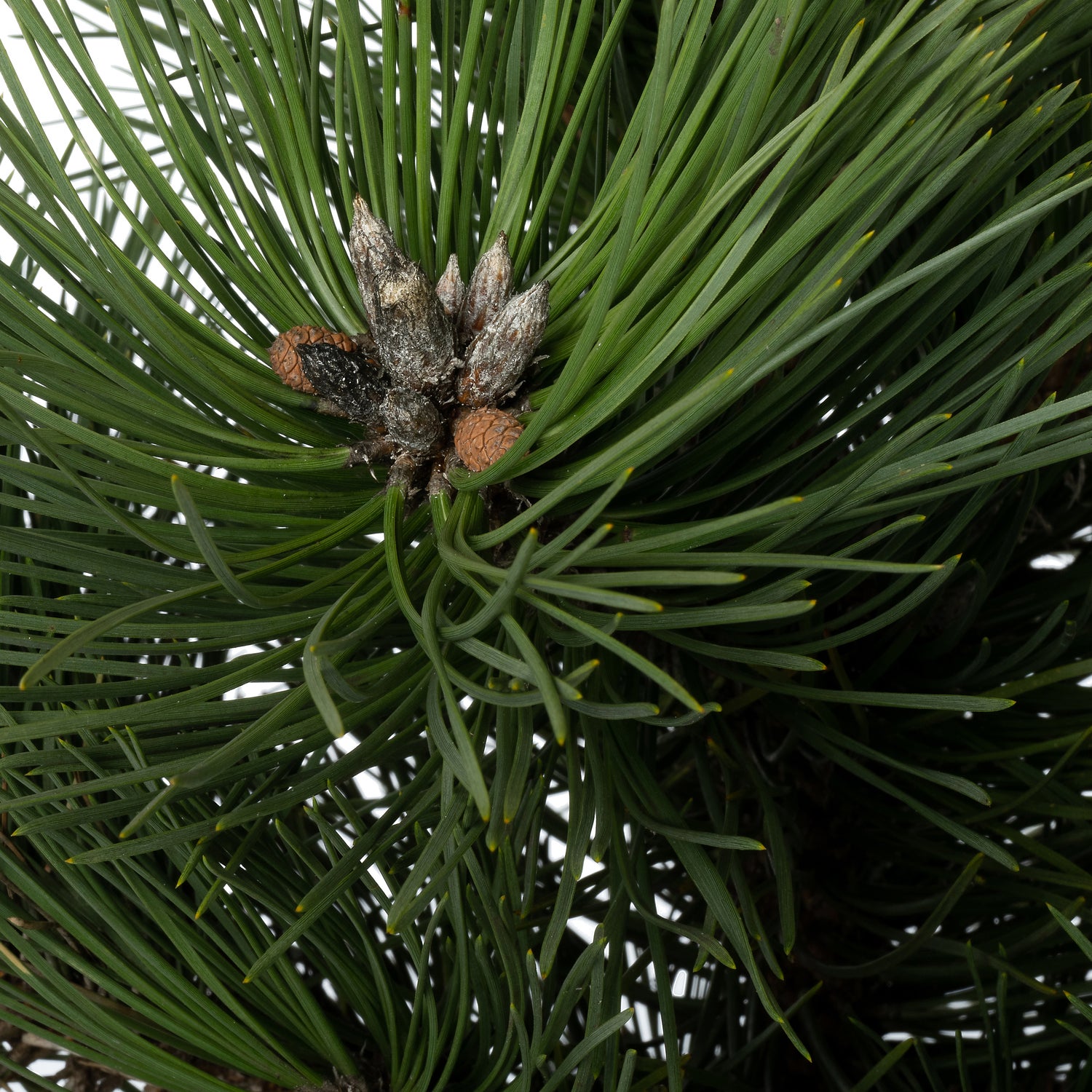 Zwarte Den (Pinus nigra 'Nana') D 26 H 30 cm