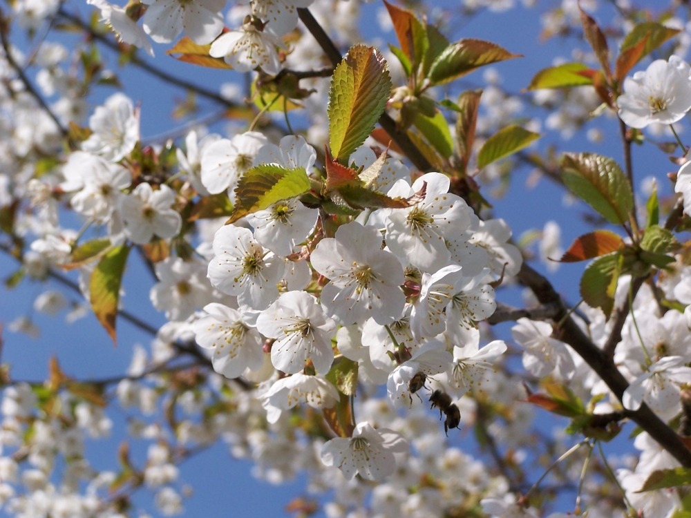 Cerisier des oiseaux - 10 graines - prunus avium