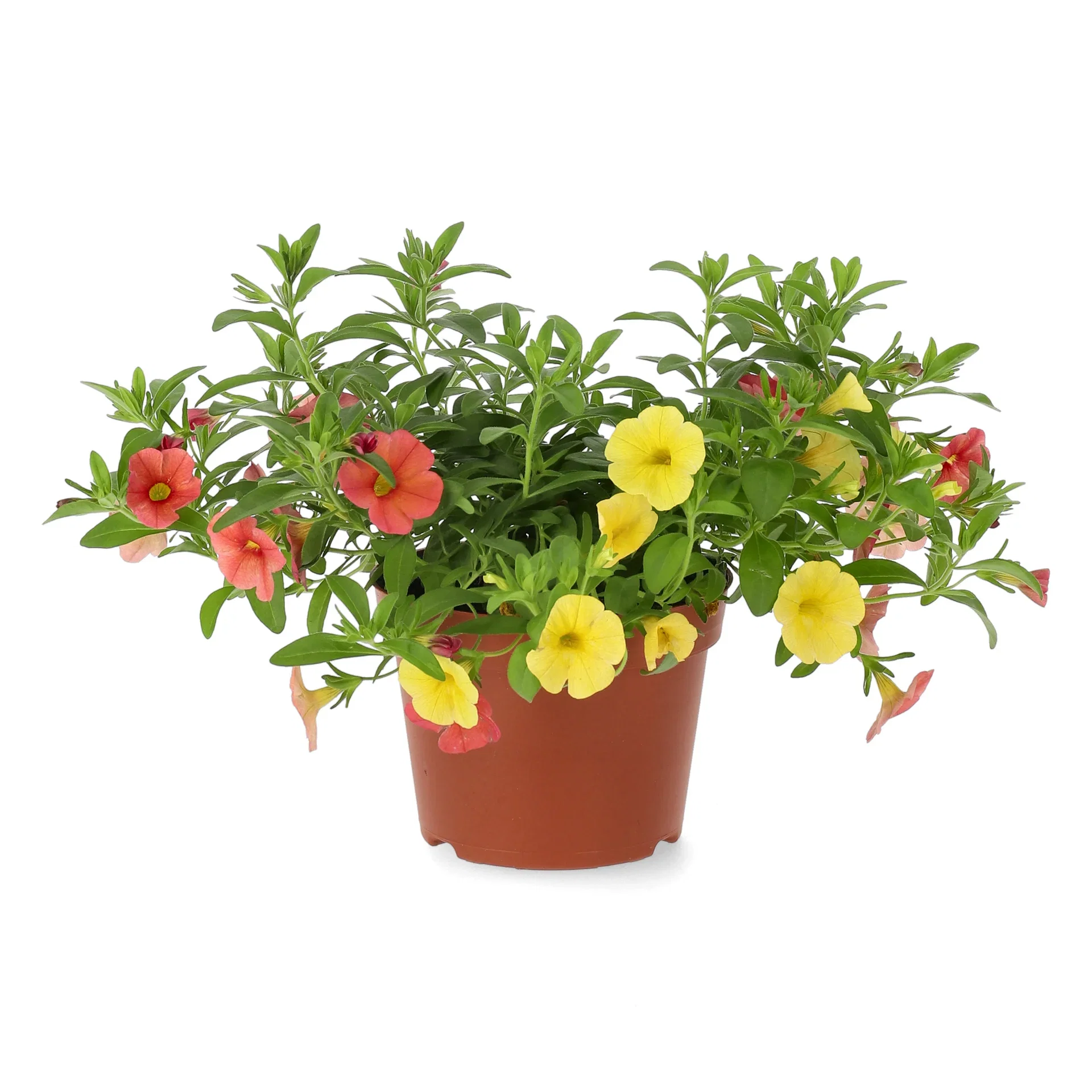 Calibrachoa Romantic G. Orangish 12 cm Småpetunia Ø12 cm