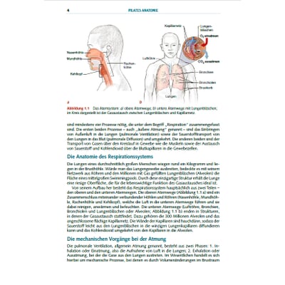 Pilates Anatomie