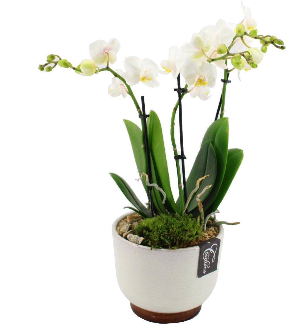 Intratuin Arrangement Rustiek Vlinderorchidee (Phalaenopsis) in schaal D 17 H 50 cm