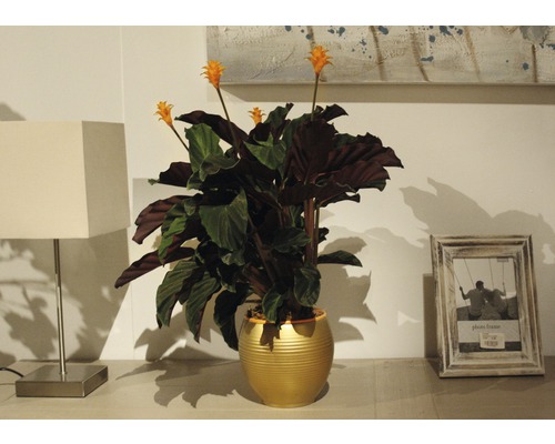 Calathea crocata 'Tassmania' (FloraSelf) 45-50 cm hoog, potdiameter 14 cm