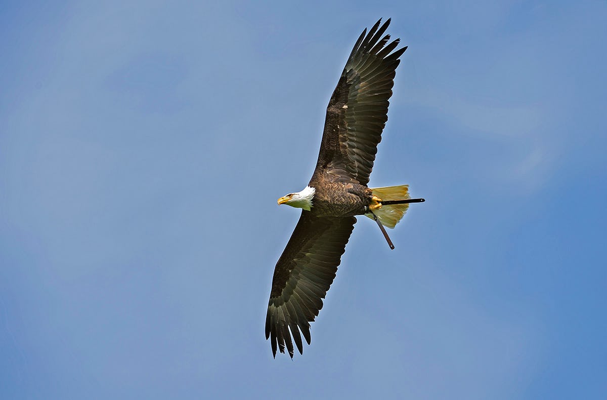 Falkner für einen Tag Weißkopfseeadler