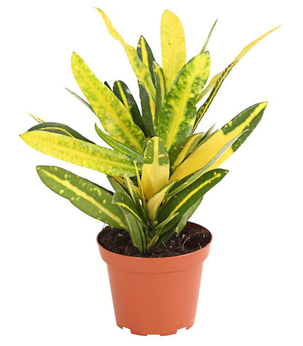 Wunderstrauch - Codiaeum variegatum,