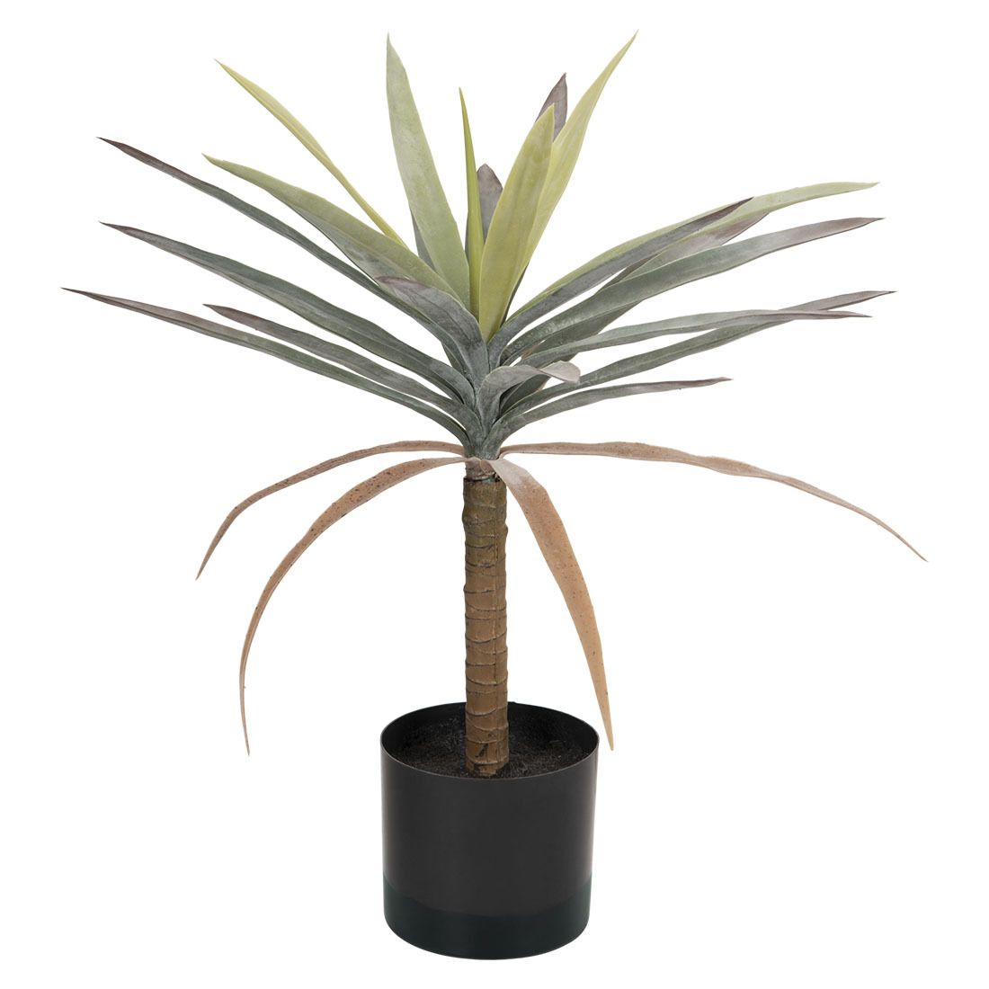 Plante dracaena
