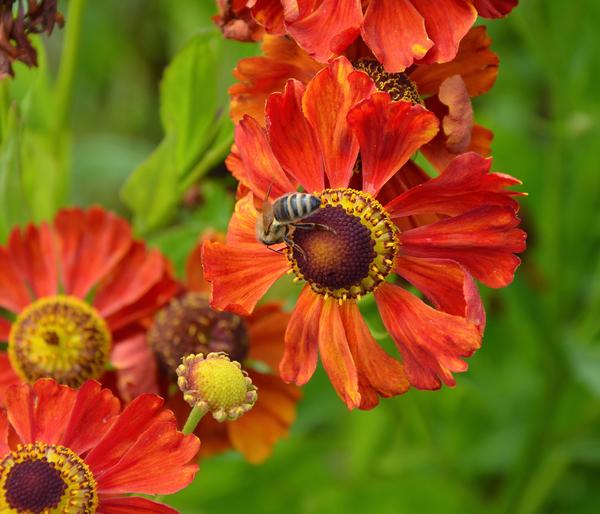 Bio Sonnenbraut 'Moerheim Beauty'