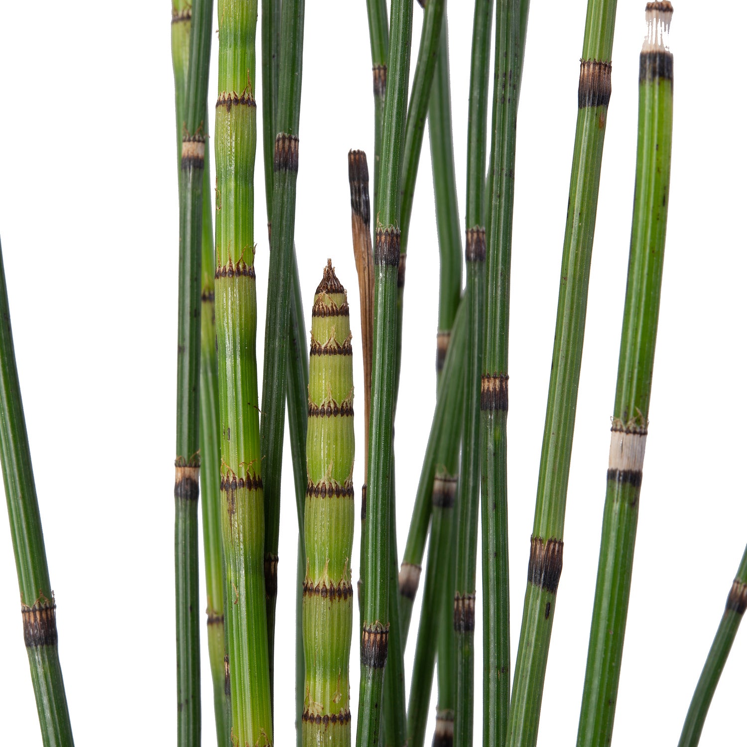 Japanse holpijp (Equisetum japonicum) D 9 H 20 cm