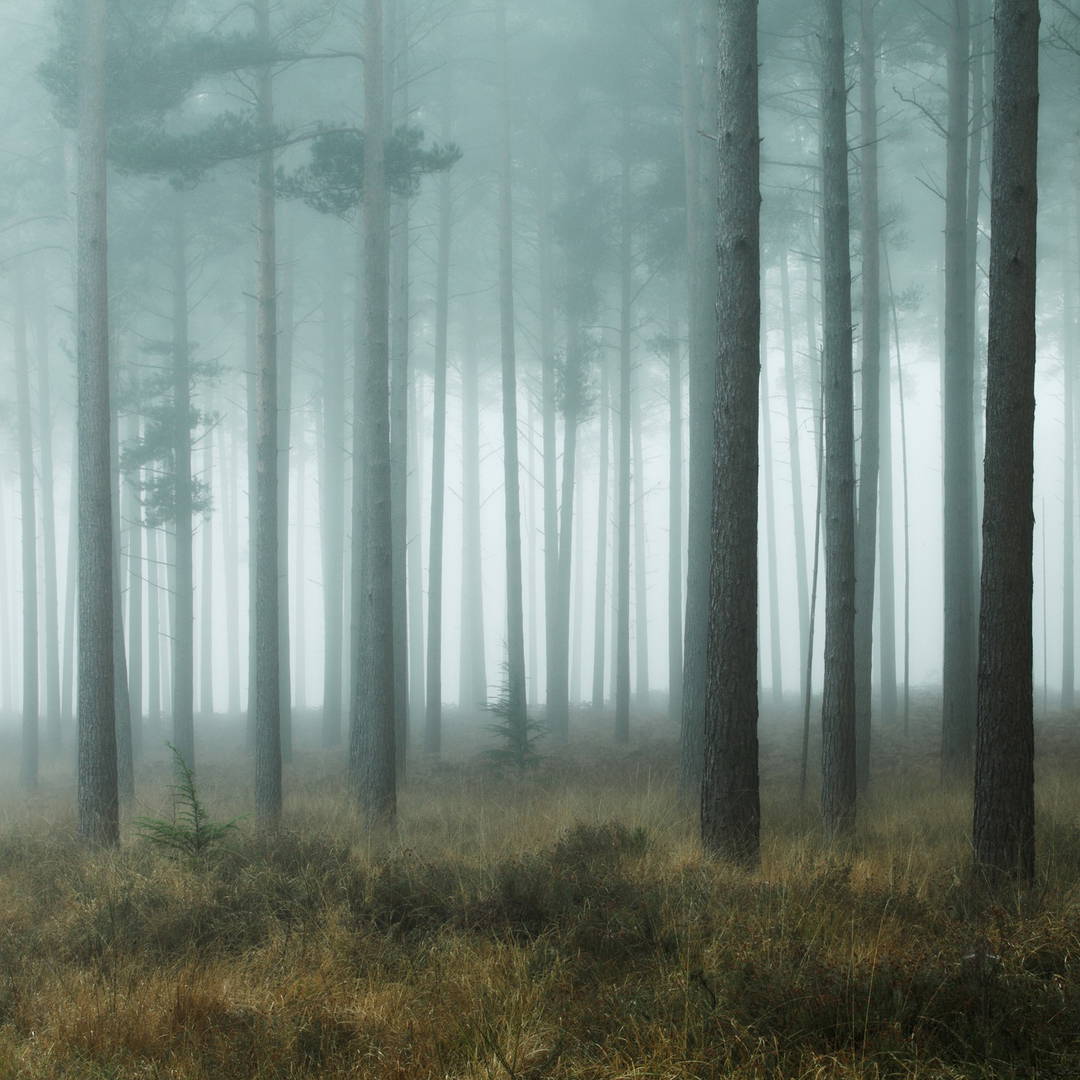New Forest Mist by David Baker - Limited Edition. Edition of: 150. Signed.