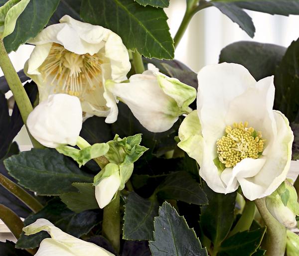 Christrose 'HGC® Jesko'