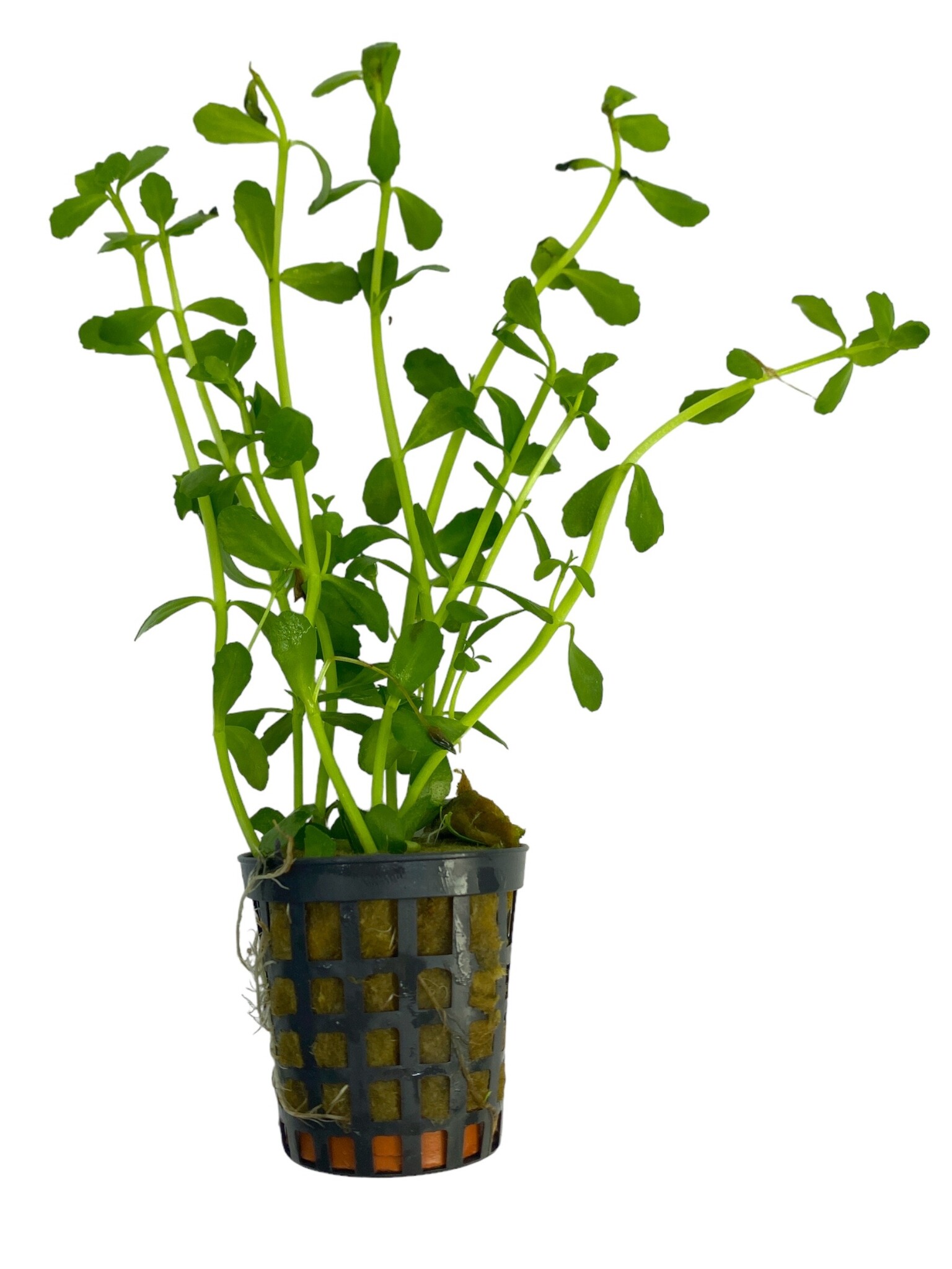 Waterplant Bacopa Monerii 5cm pot | Mooie aquariumplant