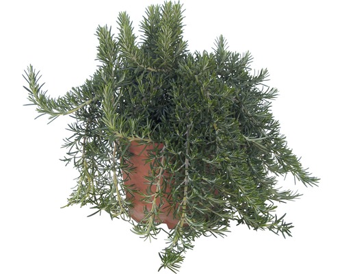 Hangende rozemarijn FloraSelf Rosmarinus officinalis 'Riviera' Ø 12 cm pot