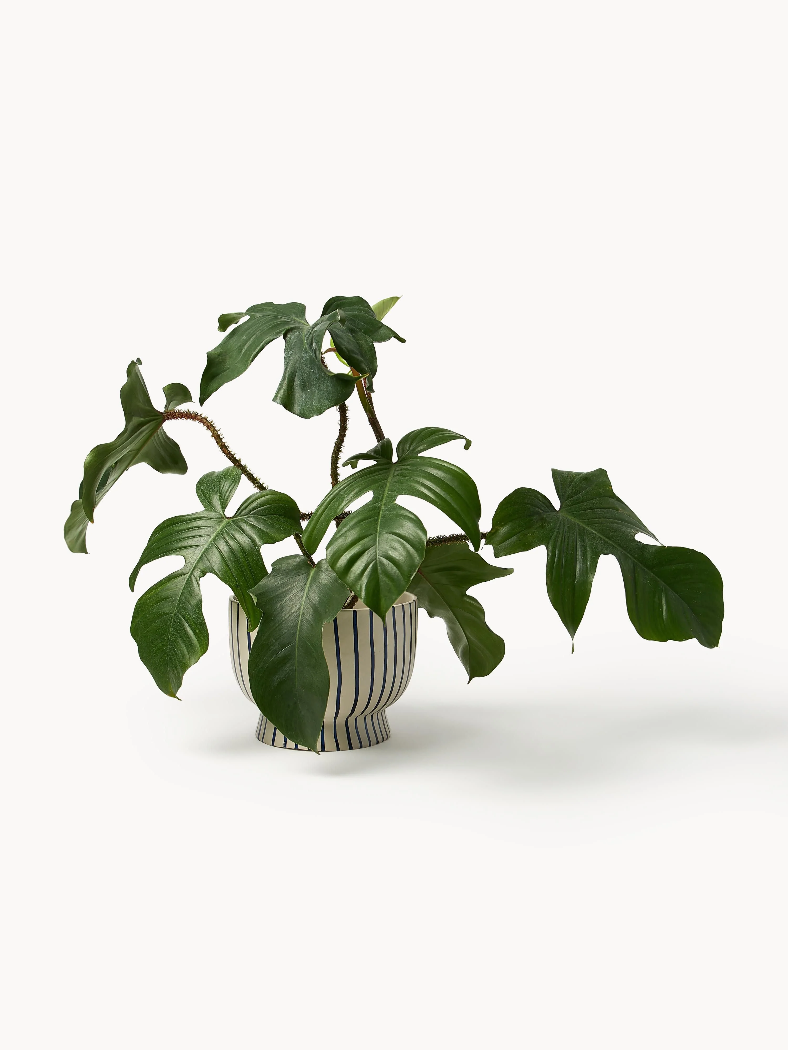 Handbeschilderde plantenpot Elio