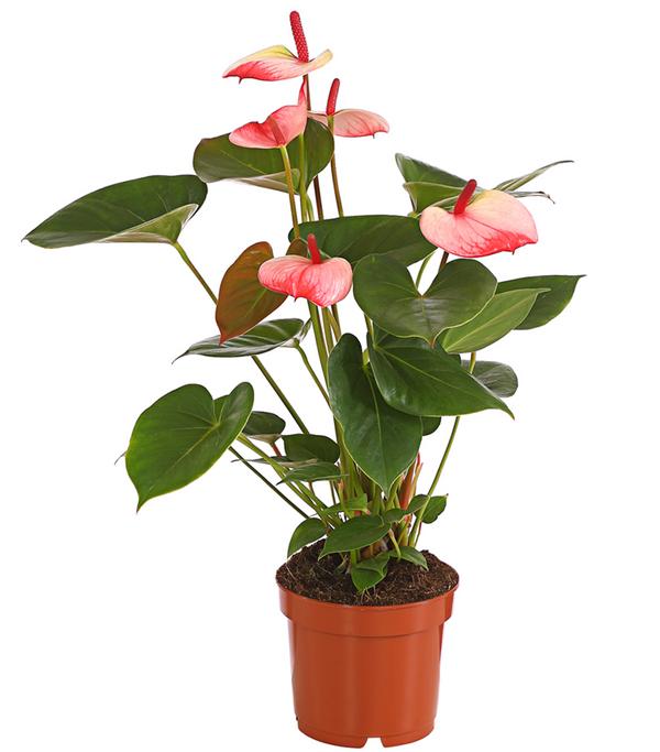 Große Flamingoblume - Anthurium andreanum