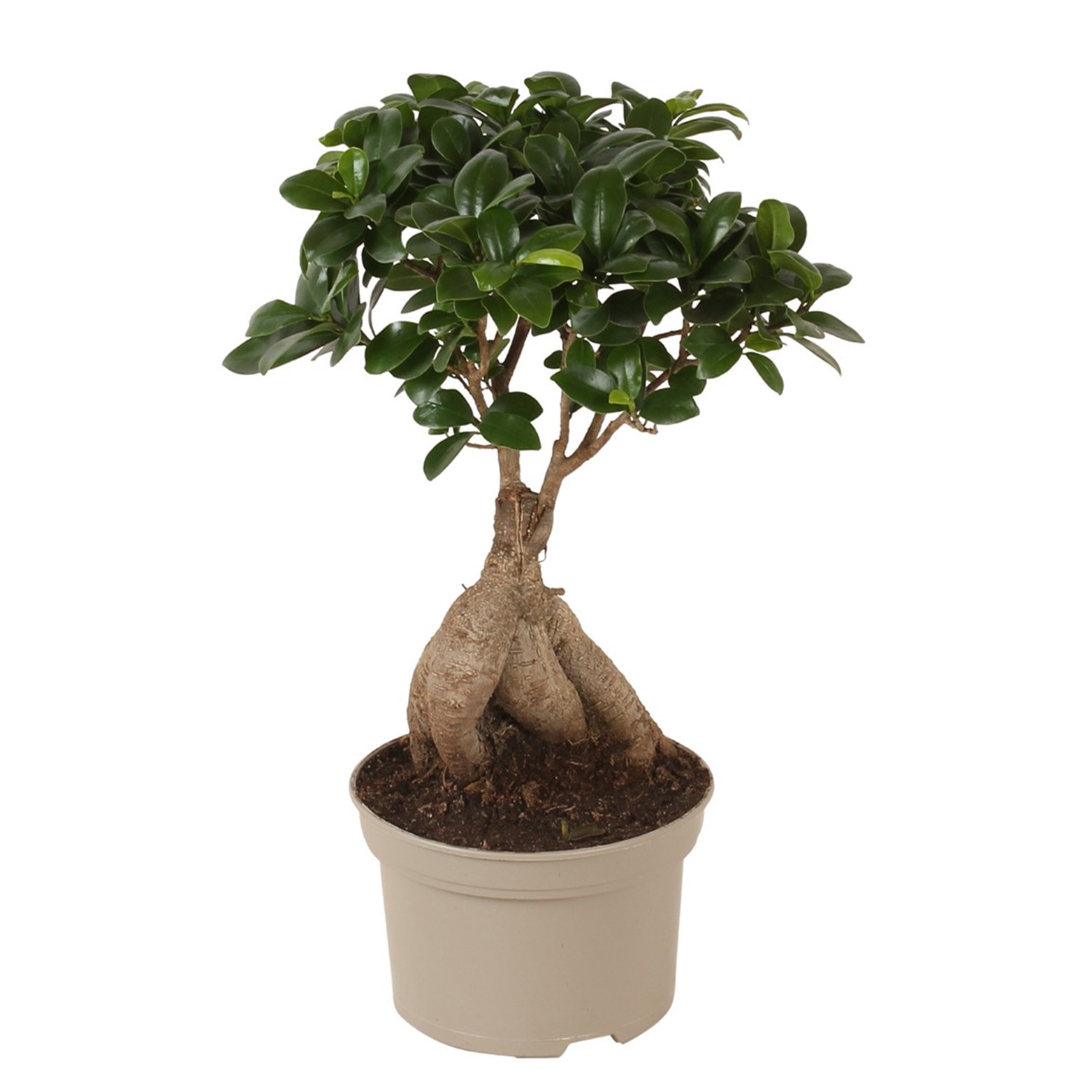 Bonsai ficus ginseng - plante d'intérieur - pot 12cm - hauteur 30-40cm