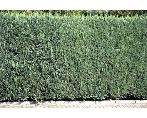 Blauwe zuilcipres, schijncipres FloraSelf Chamaecyparis lawsoniana 'Columnaris Glauca' H 150-175 cm Co 12 L Potted