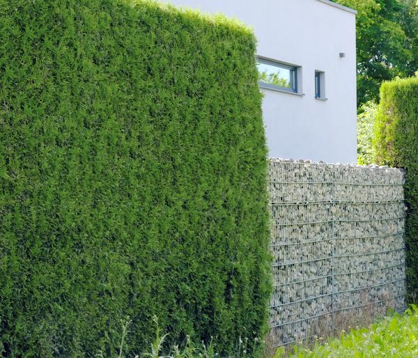 Lebensbaum 'Smaragd'