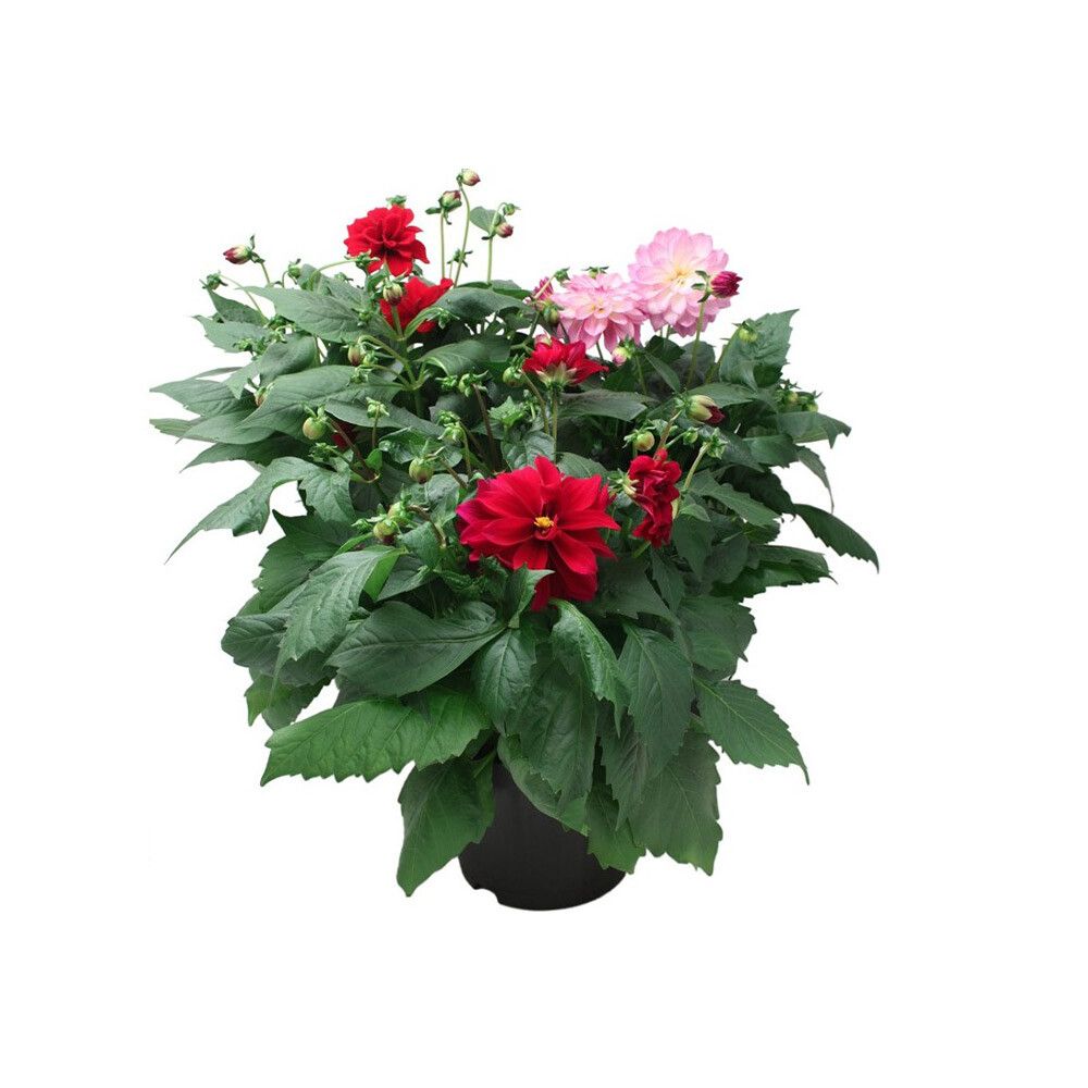 DAHLIA GEORGINE P19