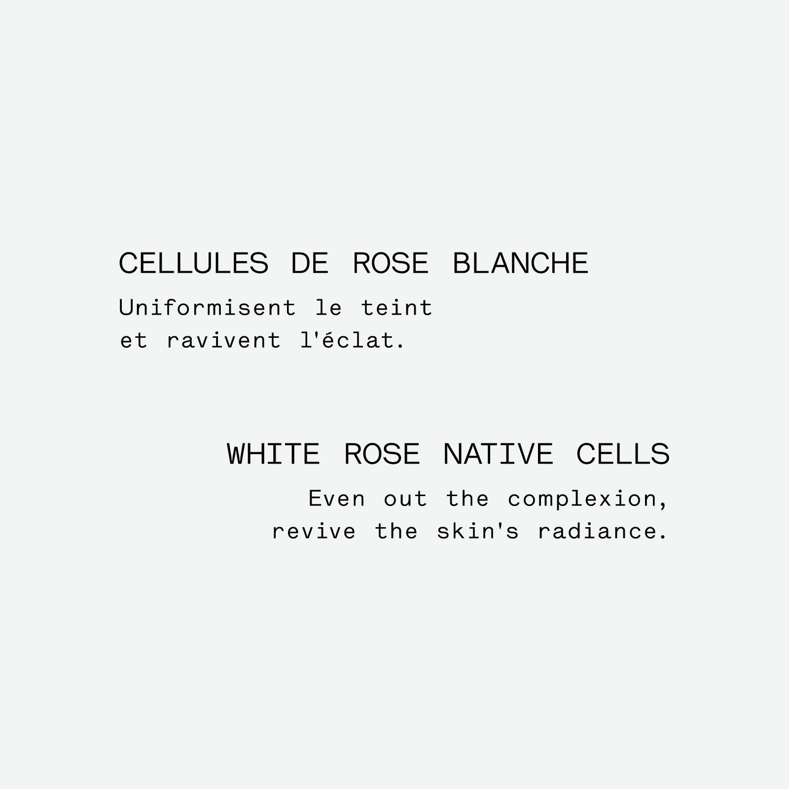 P62 - Assemblage botanique éclat<br>à la rose blanche