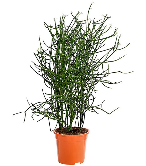 Bleistiftbaum - Euphorbia tirucalli