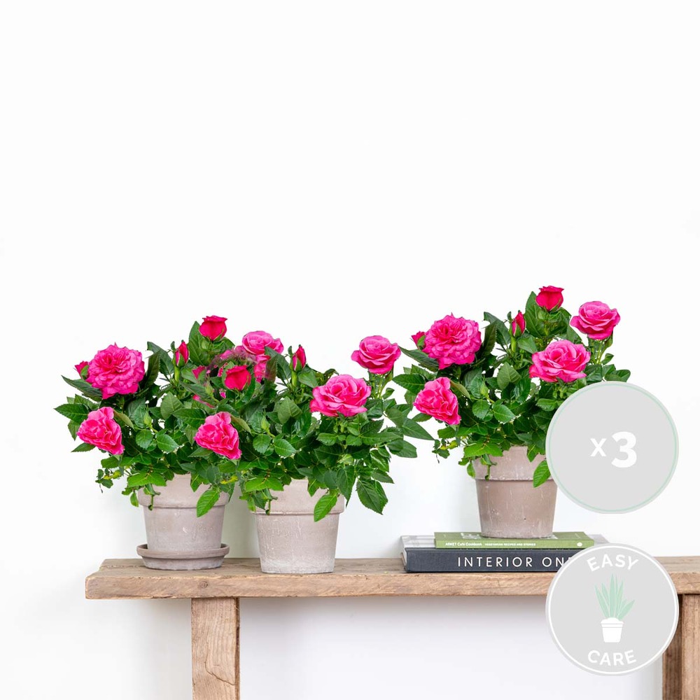 3x pot rose rose - rosa – plante de terrasse & d'intérieur – ⌀12cm – ↕20-30cm