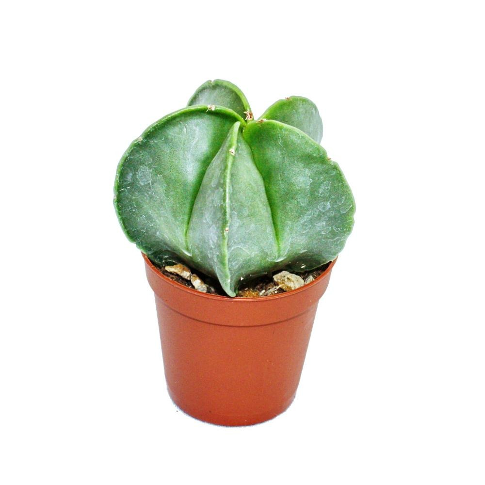 Astrophytum myriostigma - chapeau d'évêque - dans un pot de 5,5 cm
