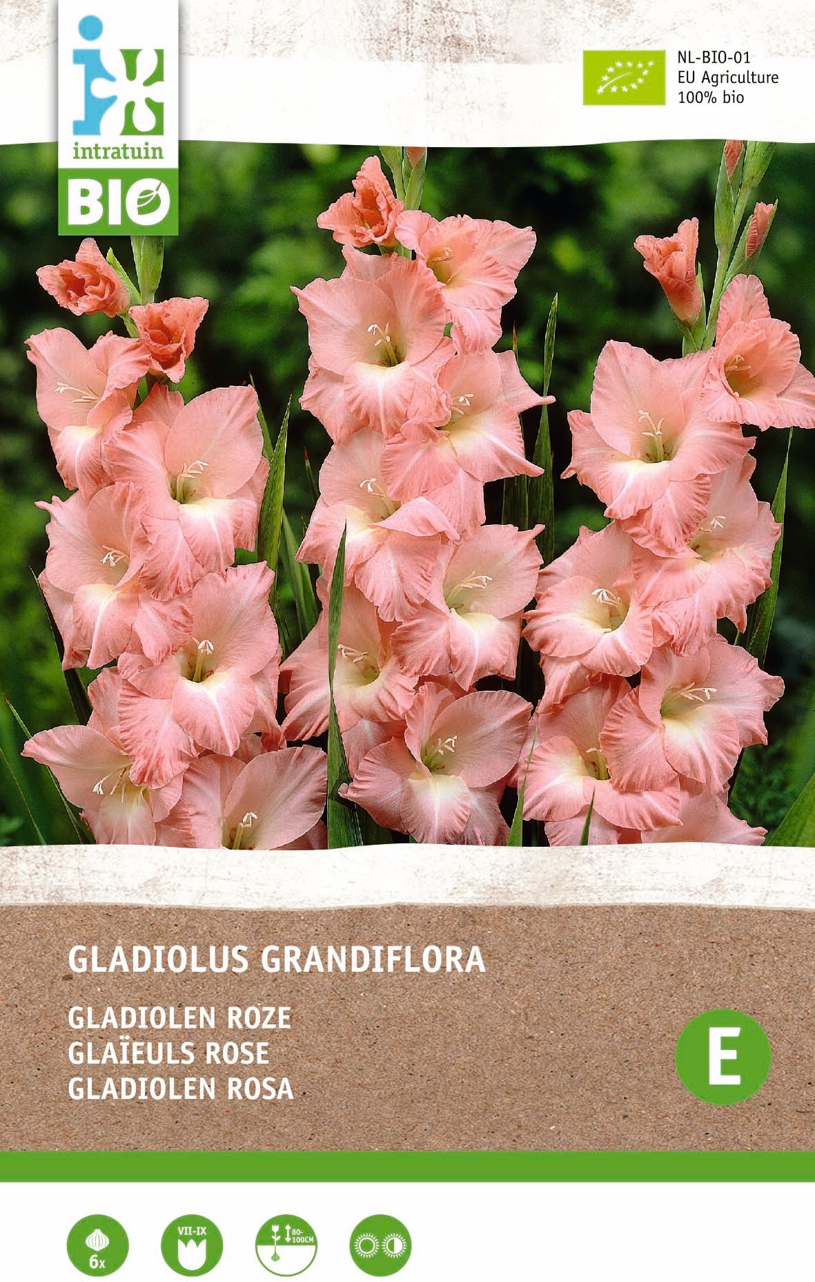 Intratuin biologische bloembollen Gladiool (Gladiolus grandiflora) roze 6 stuks