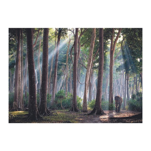 Puzzle 1000 pièces Forêt Indienne