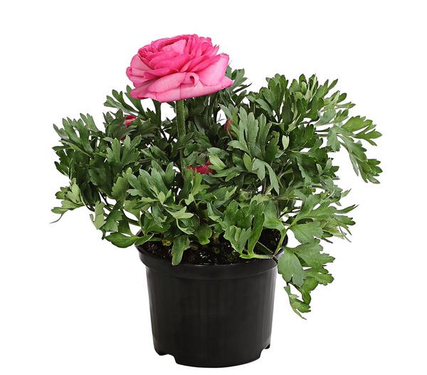Beet- & Balkonpflanzen-Set Rosa Frühling,