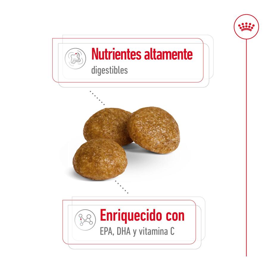 Ração Royal Canin X-Small para cães adultos
