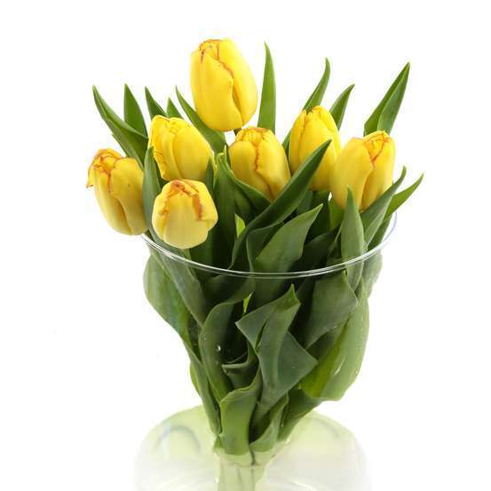 Botte 7 Tulipes H.40cm - Coloris variables