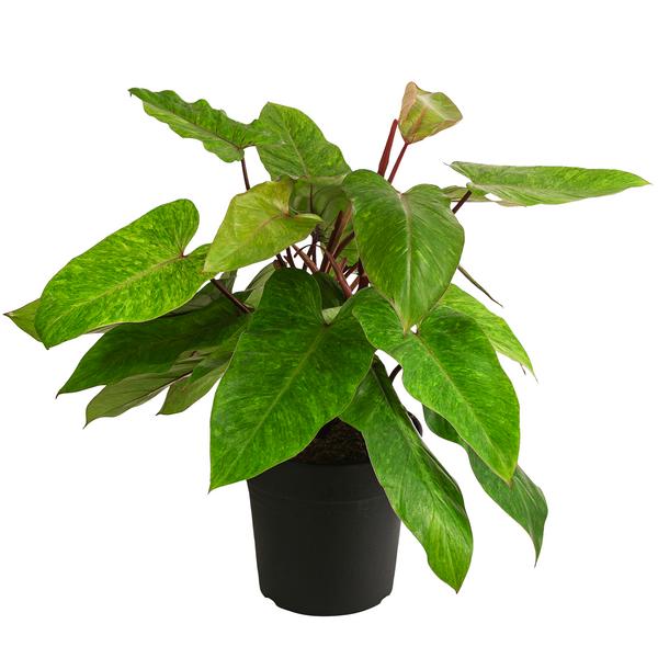 Baumfreund - Philodendron 'Painted Lady'