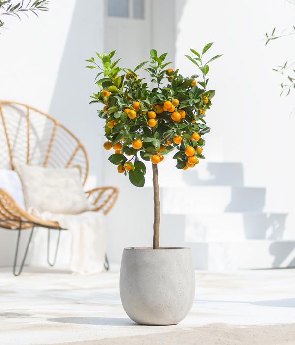 Calamondin-Orange