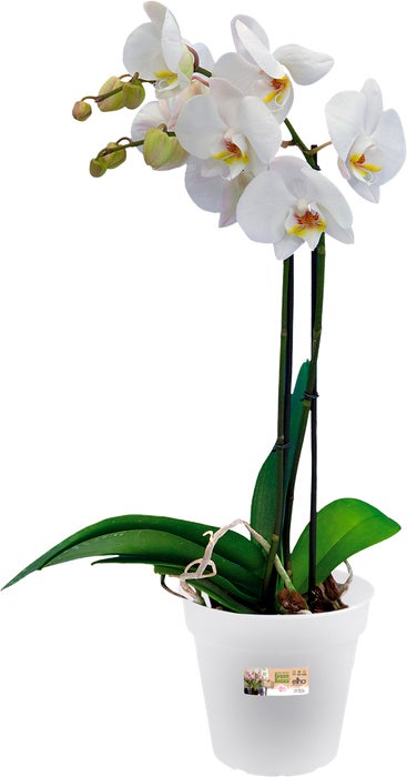 Elho bloempot Green Basics transparant D 15 H 13,9 cm