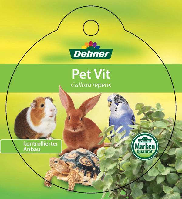 Dehner Lieblinge Callisie 'PetVit'
