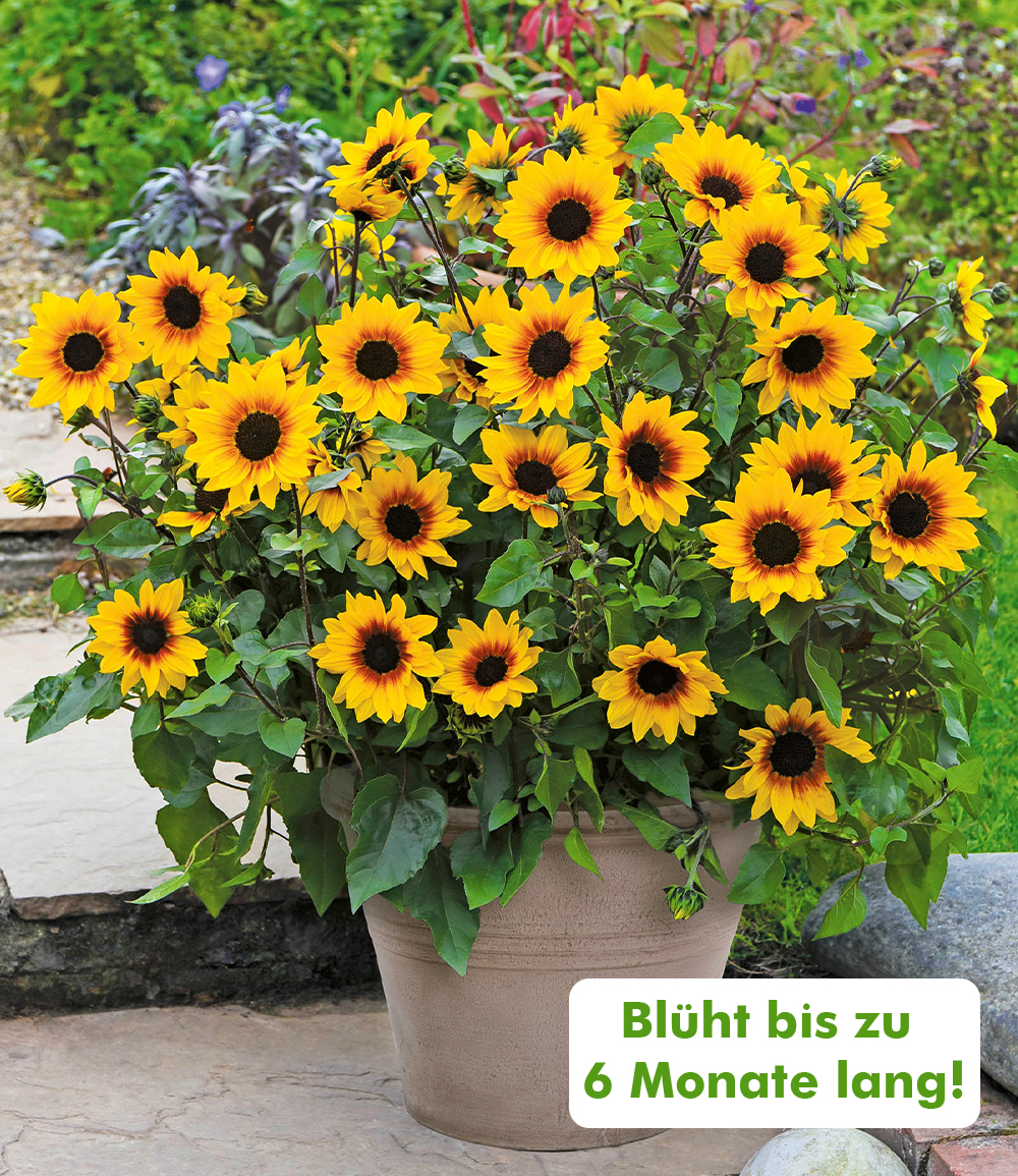 Balkon-Sonnenblume 'SunBelievable®'