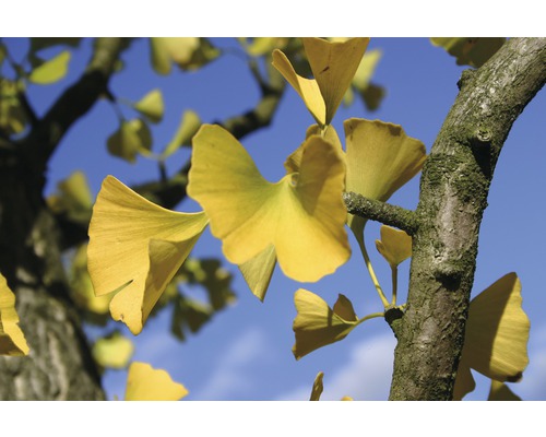 Ginkgo FloraSelf Ginkgo biloba H 60-80 cm Co 4 L