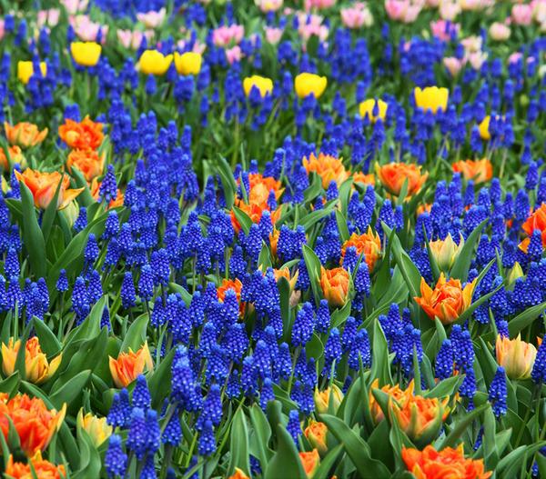 Traubenhyazinthe, blau