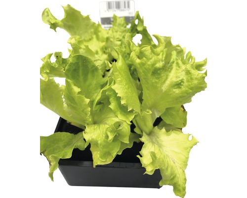Snij-en-kom-weer sla/lollo bionda sla, FloraSelf, 6-pack