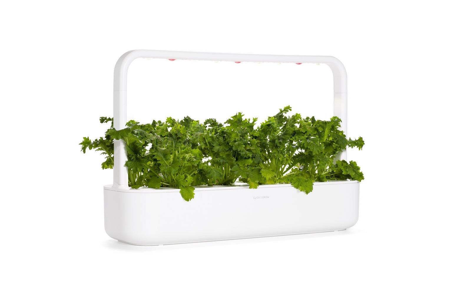 Samen Wasabi-Senf 3er-PackNachfüllpackung zum Smart Herb Garden