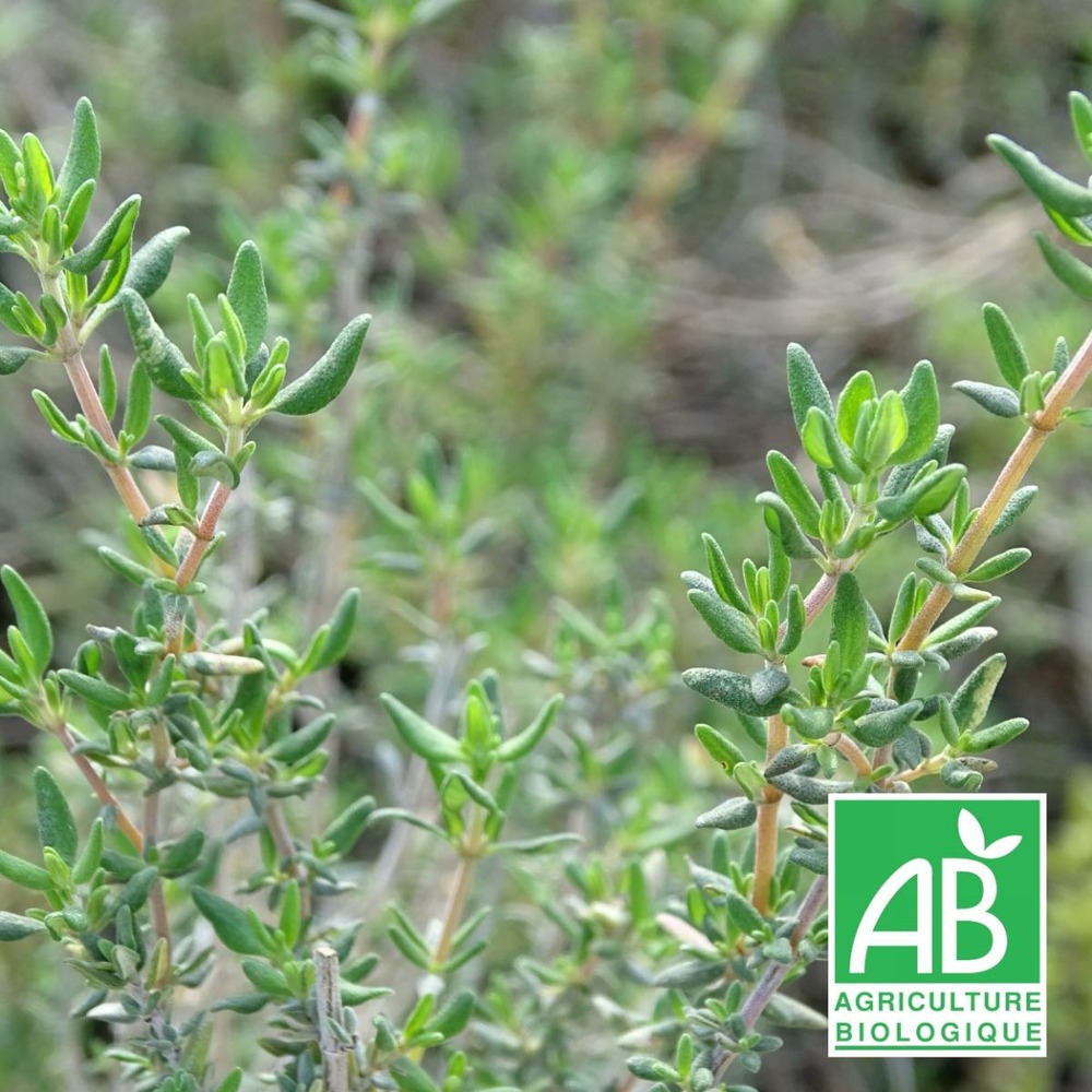 Thym commun vulgaris bio/thymus vulgaris[-]lot de 9 godets