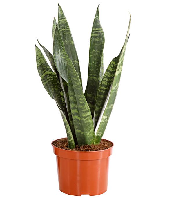 Bogenhanf - Sansevieria zeylanica