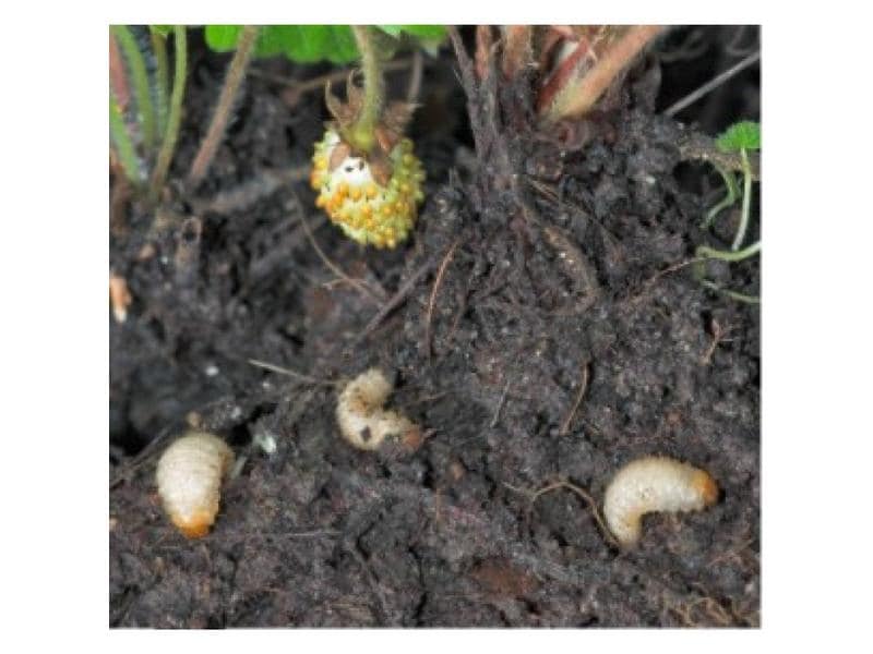 Neudorff Nematoden Gutschein Dickmaulrüssler Bestellset zur Anforderung nützlicher Nematoden