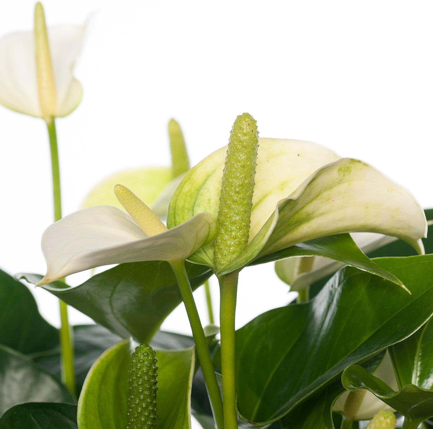 Flamingoplant (Anthurium andreanum 'White Champion') D 14 H 50 cm