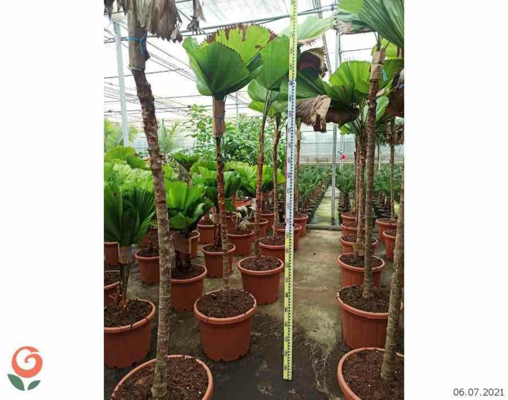 Licuala grandis (palmier cuillère) taille pot de 65l - 225/250cm